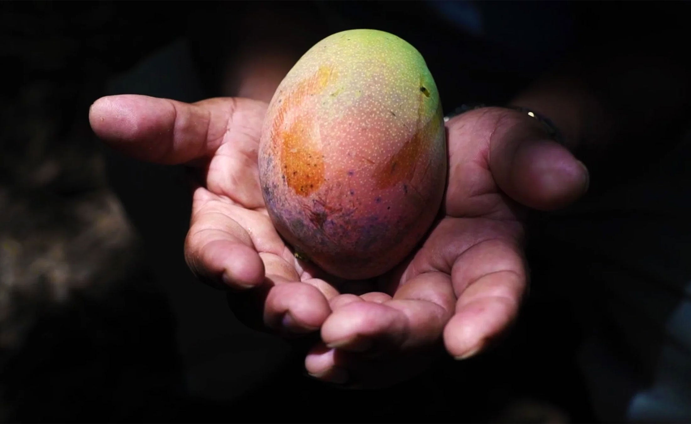 Close image of open hands holding a fresh mango in filtered light